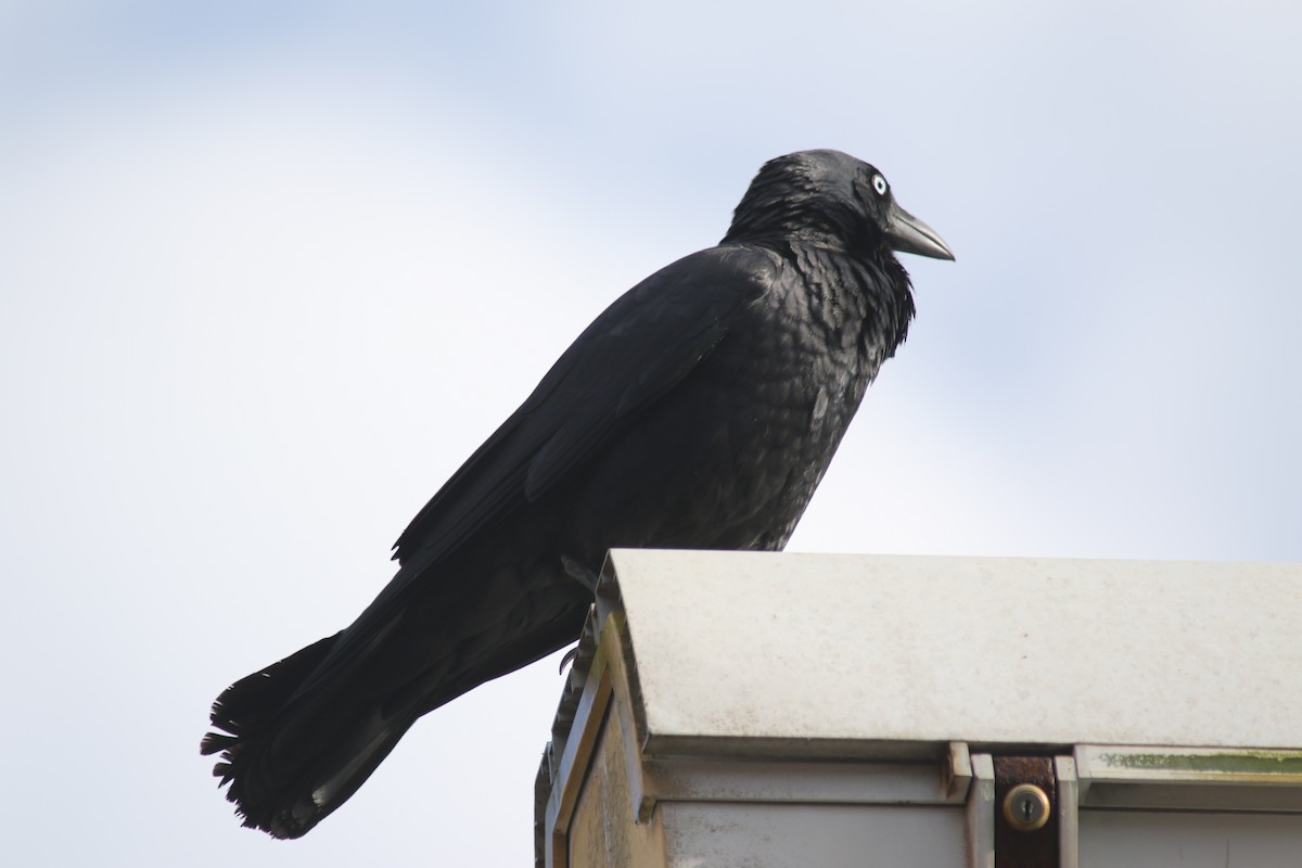 Australian Raven - ML479000131