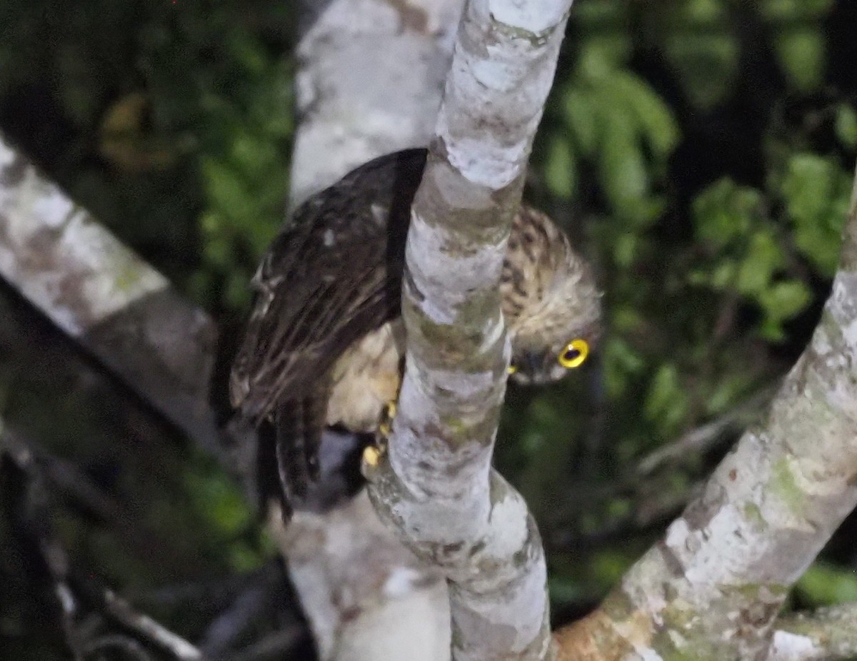 Papuan Owl - ML479000931