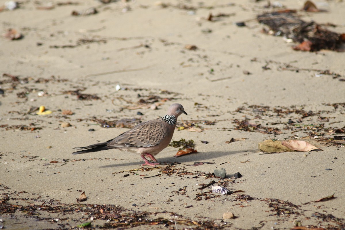Spotted Dove - ML479001361