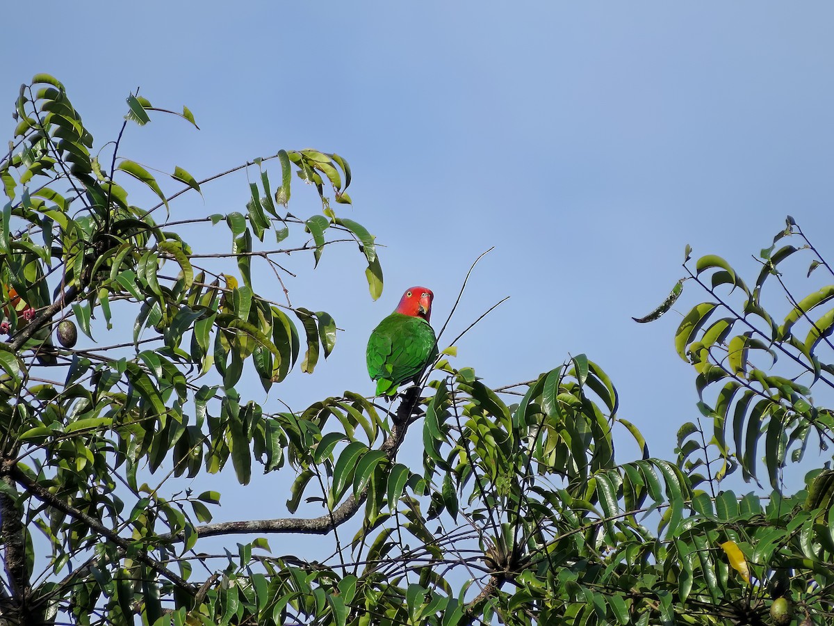 Red-cheeked Parrot - ML479002801