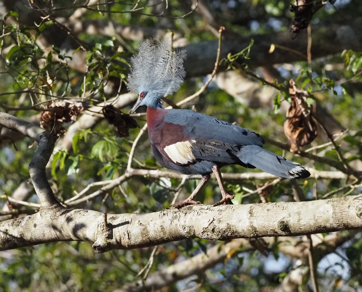 Sclater's Crowned-Pigeon - ML479003621