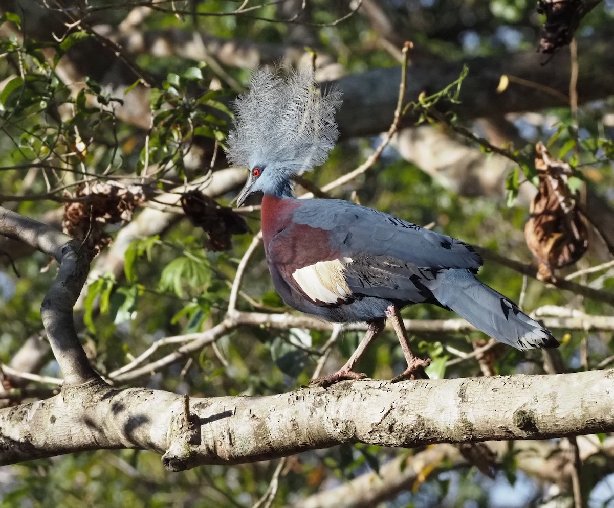 Sclater's Crowned-Pigeon - ML479003851