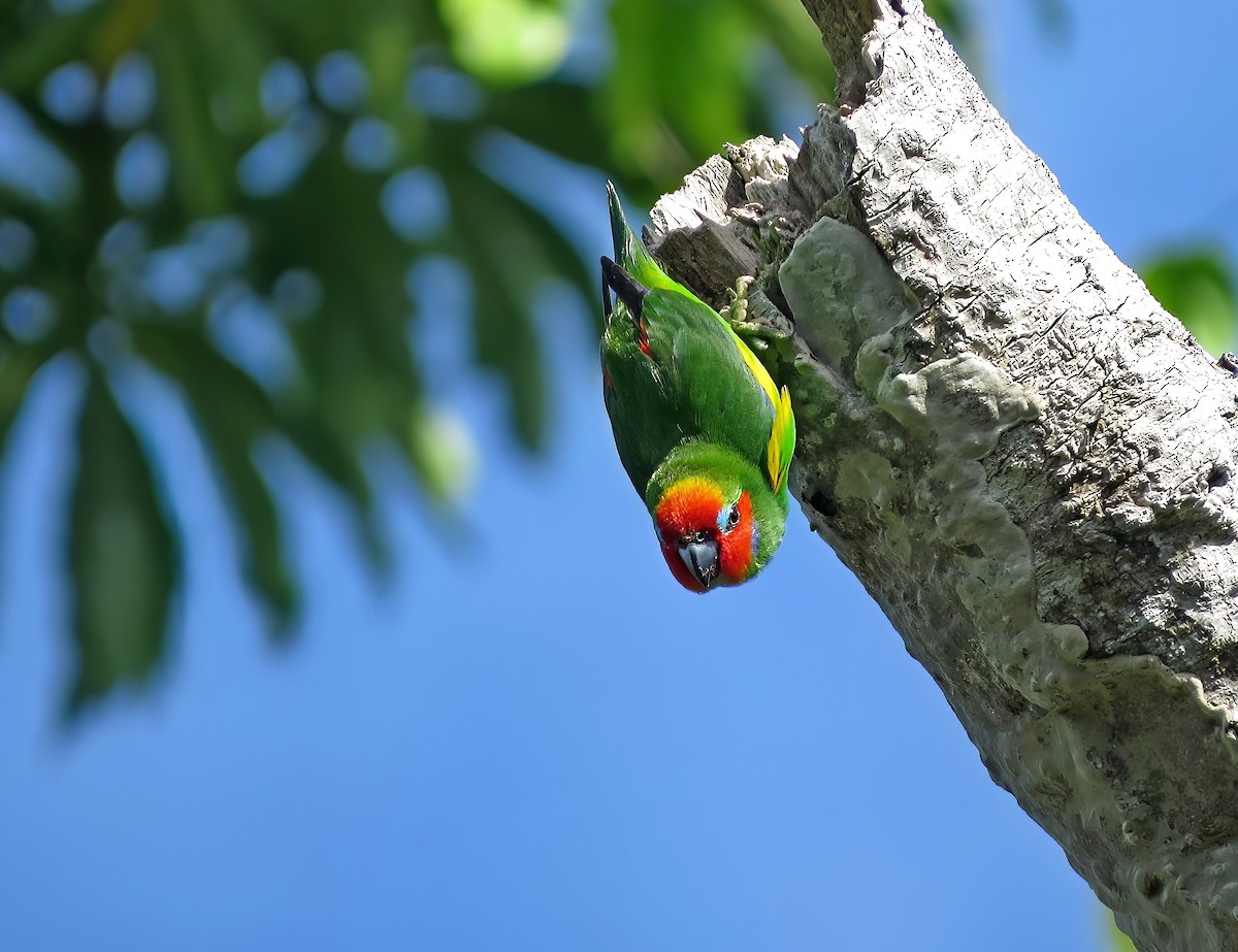 Double-eyed Fig-Parrot - ML479004161