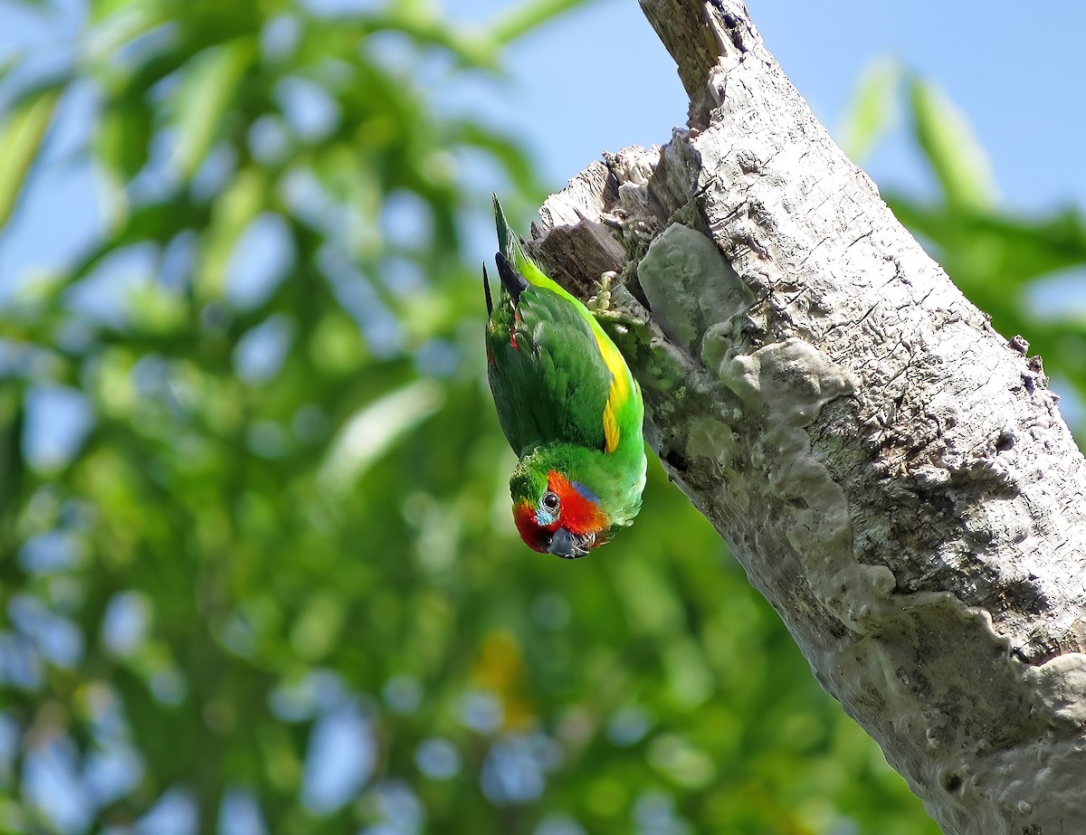 Double-eyed Fig-Parrot - ML479004171