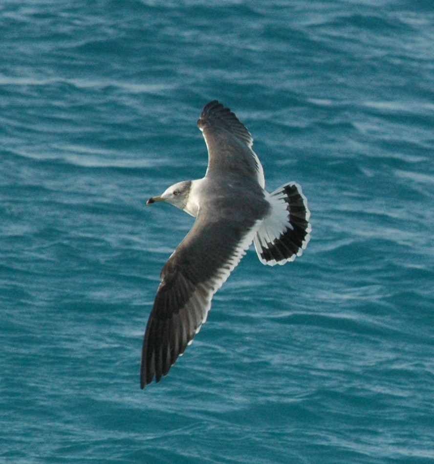 Black-tailed Gull - ML47900511