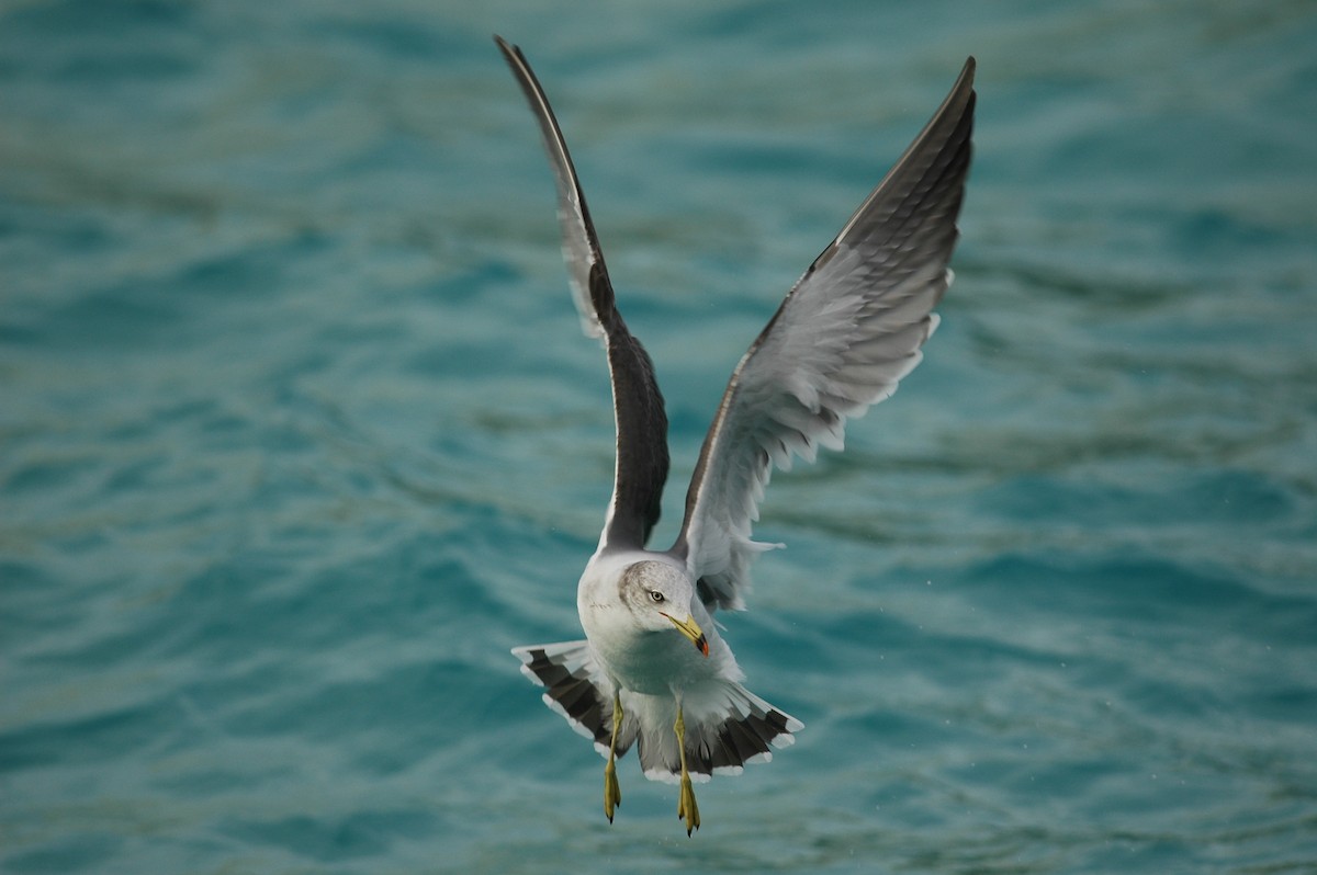 Black-tailed Gull - Andrew Dobson