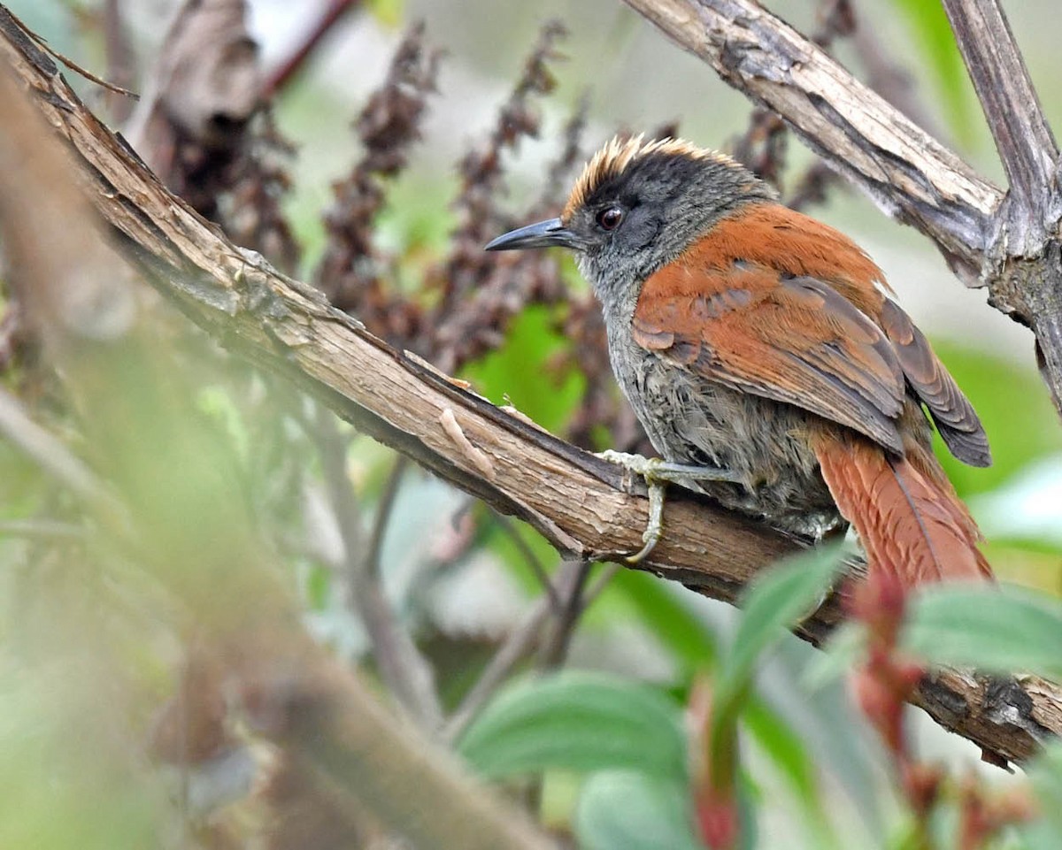 Light-crowned Spinetail - ML479010901