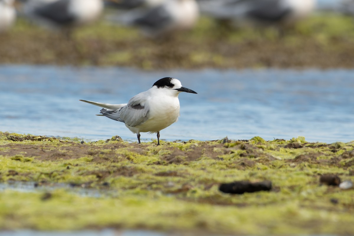 White-fronted Tern - ML479016191