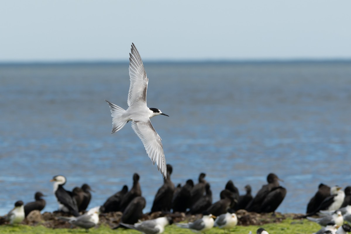 White-fronted Tern - ML479016211