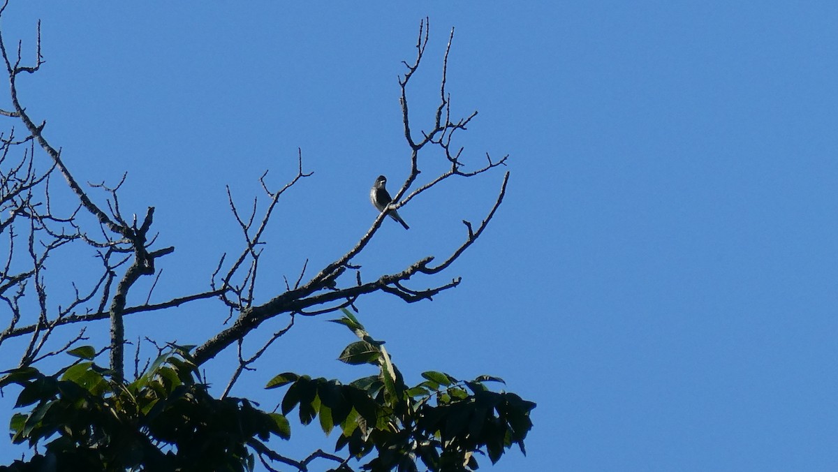 eBird Checklist - 28 Aug 2022 - Oneida Lake--Lakeshore - 32 species (+1 ...