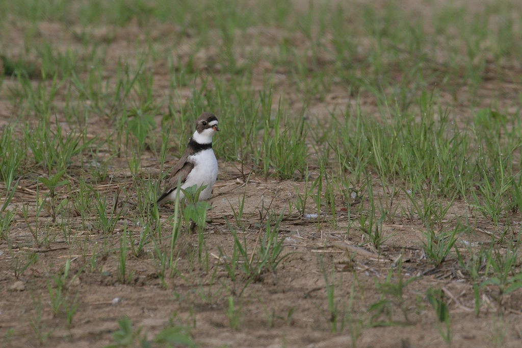 Semipalmated Plover - William Hull