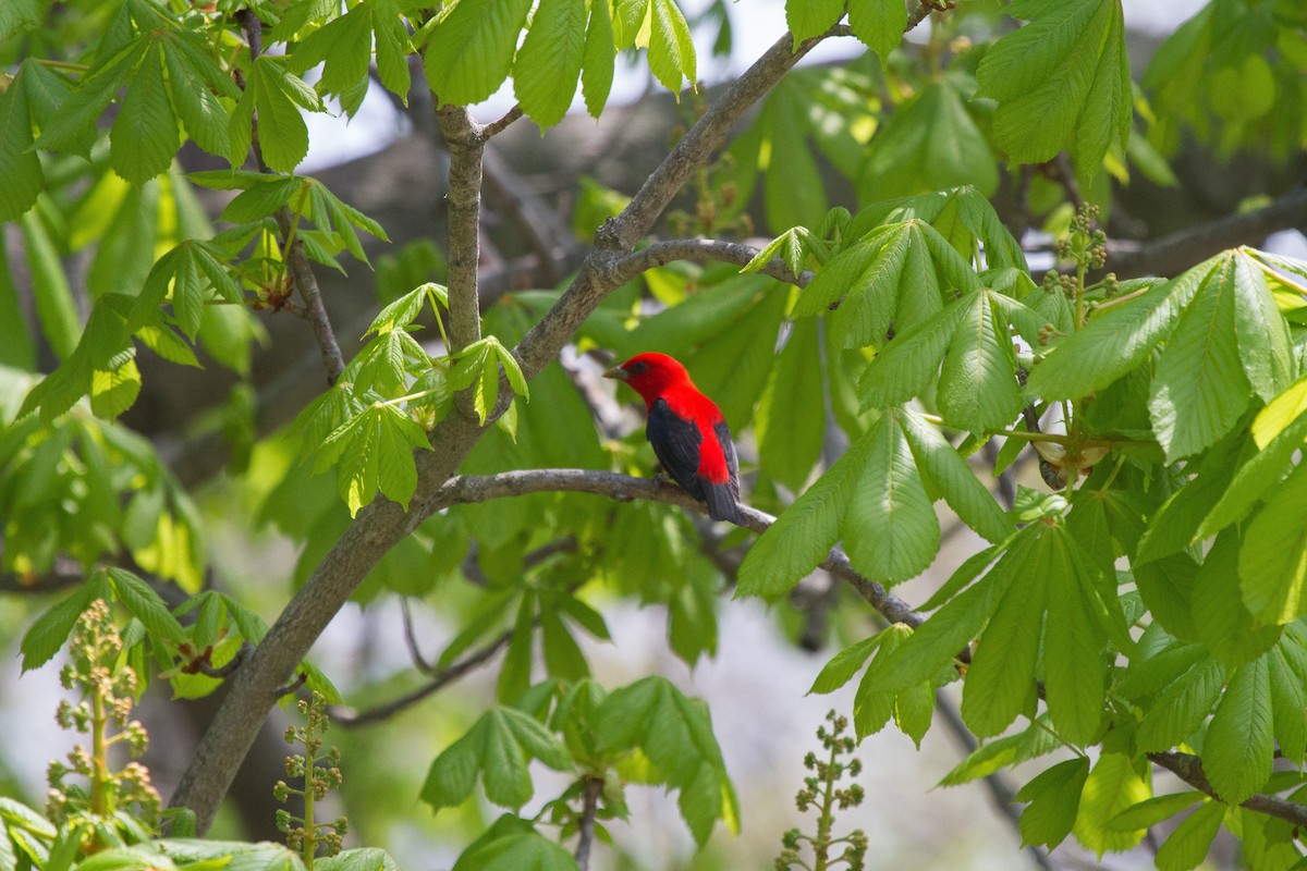 Scarlet Tanager - ML47903001