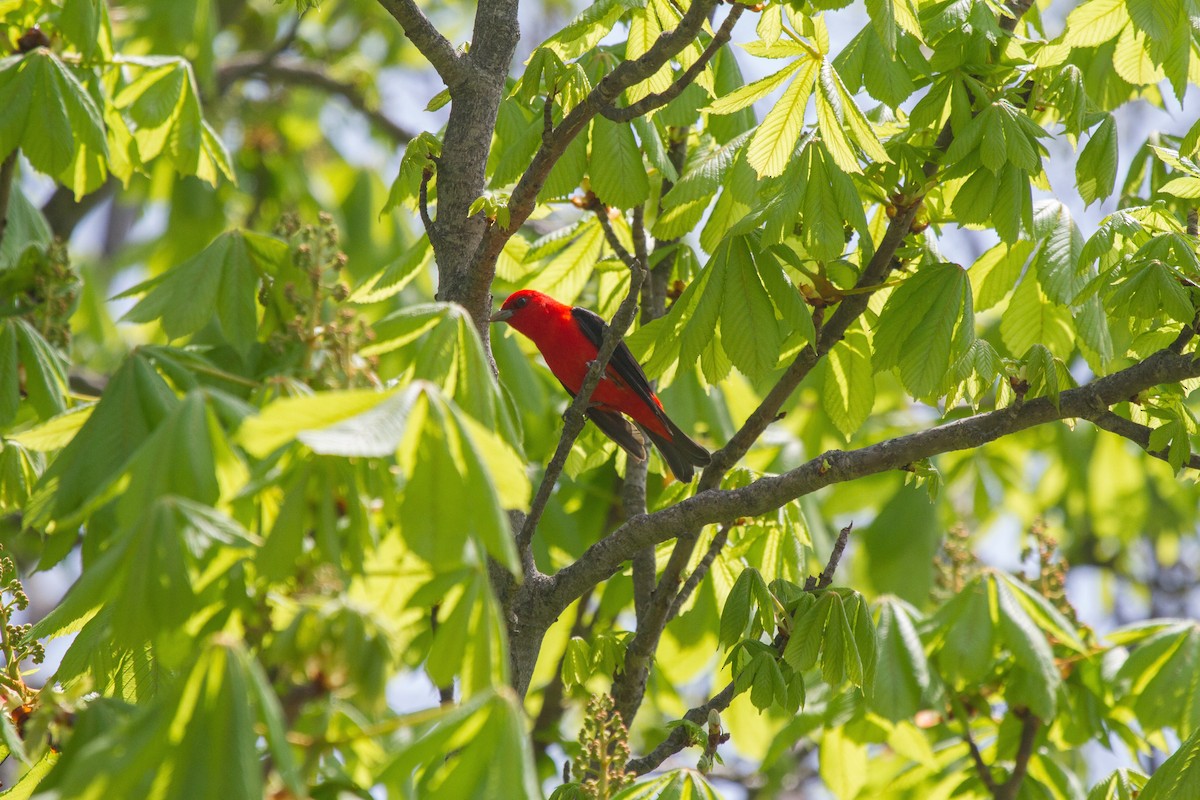 Scarlet Tanager - ML47903021