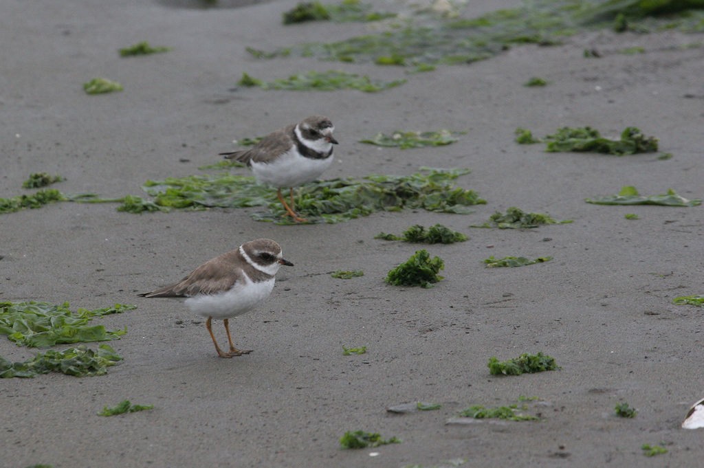 Semipalmated Plover - William Hull