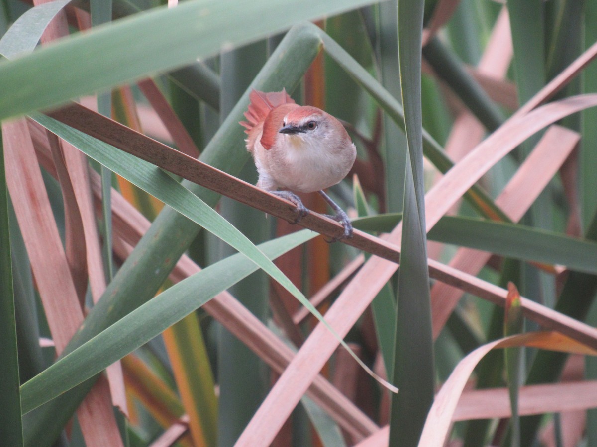 Yellow-chinned Spinetail - ML479030831