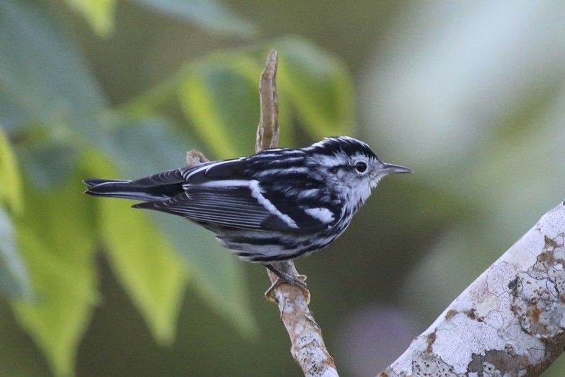 Black-and-white Warbler - ML47903271