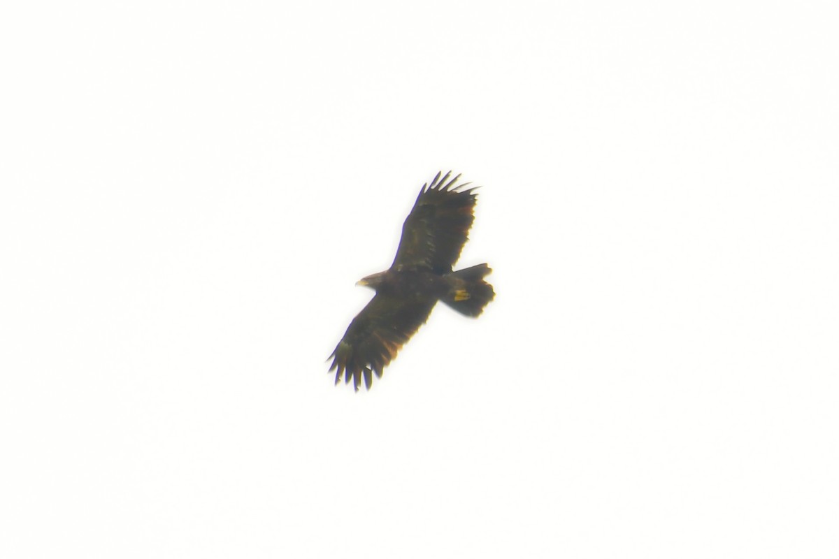 Lesser Spotted Eagle - ML479036611