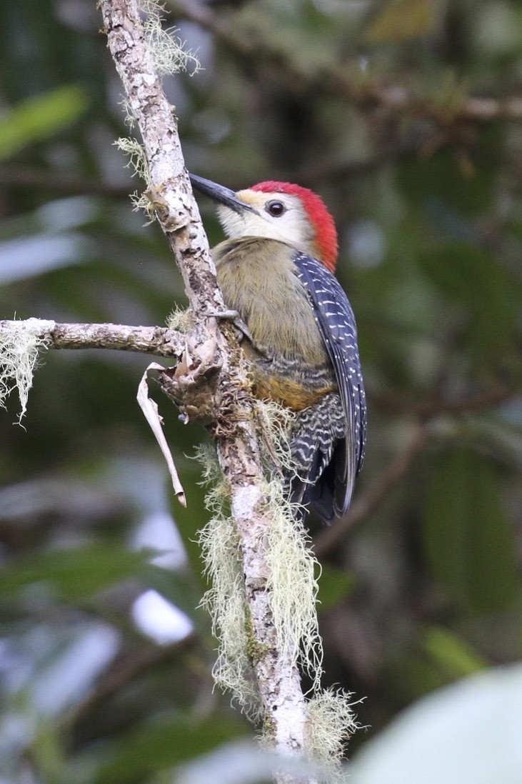 Jamaican Woodpecker - ML47903691