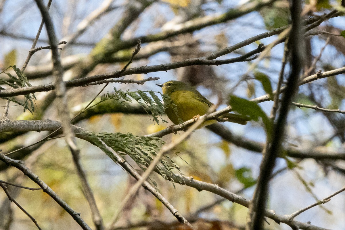Two-banded Warbler (Two-banded) - ML479044591