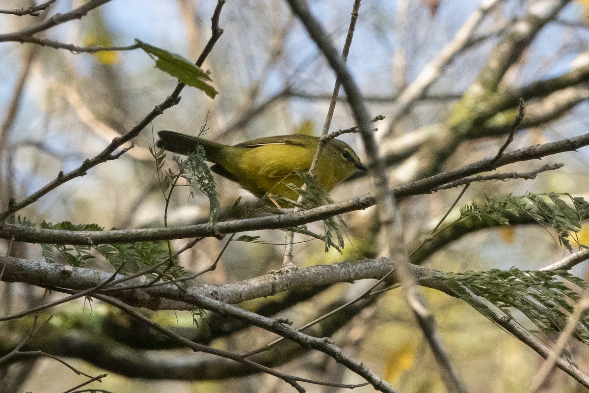 Two-banded Warbler (Two-banded) - Marilyn Henry