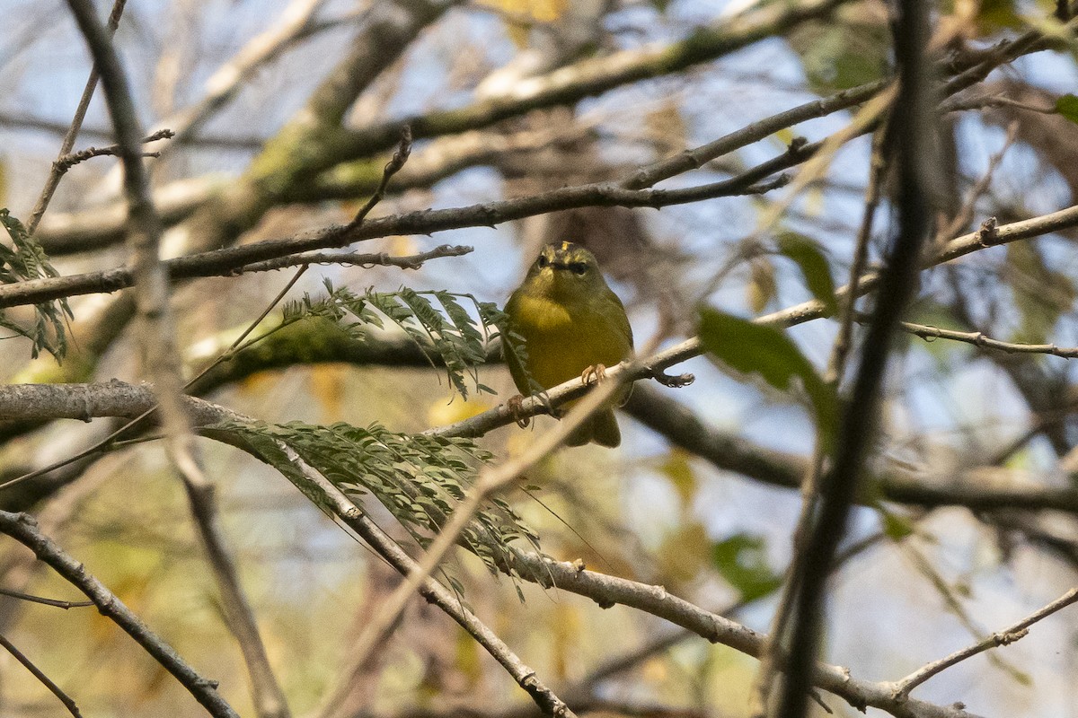 Two-banded Warbler (Two-banded) - ML479044621