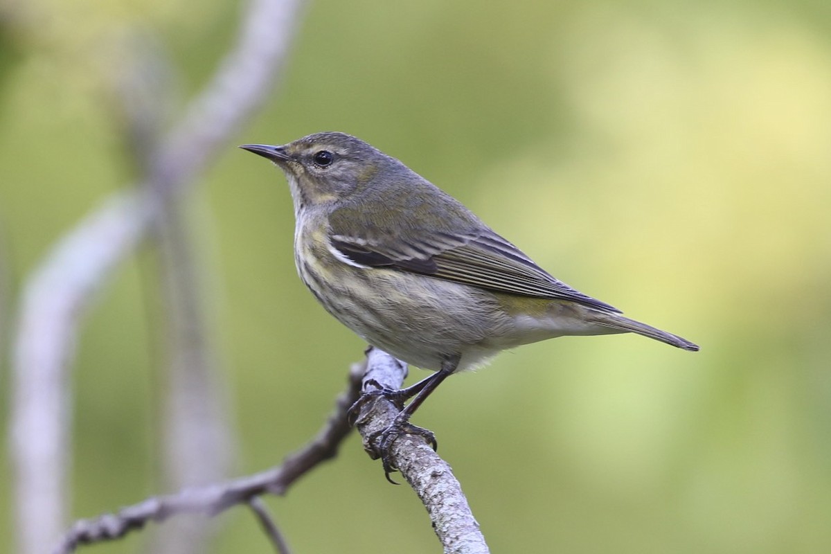 Cape May Warbler - ML47904641