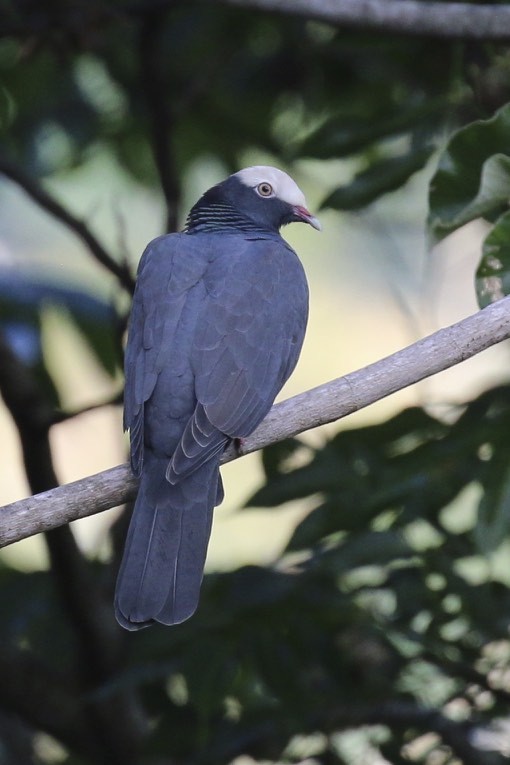 White-crowned Pigeon - ML47904661