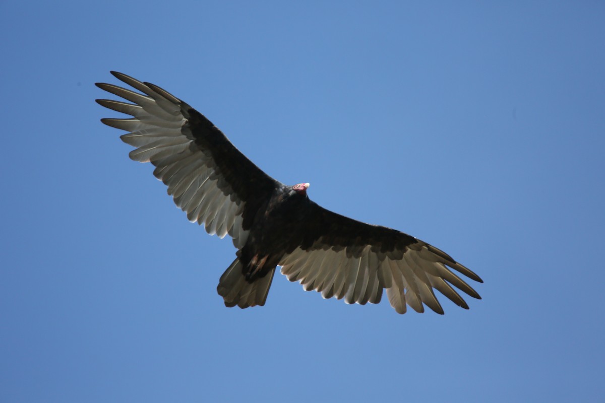 Turkey Vulture - ML479048131