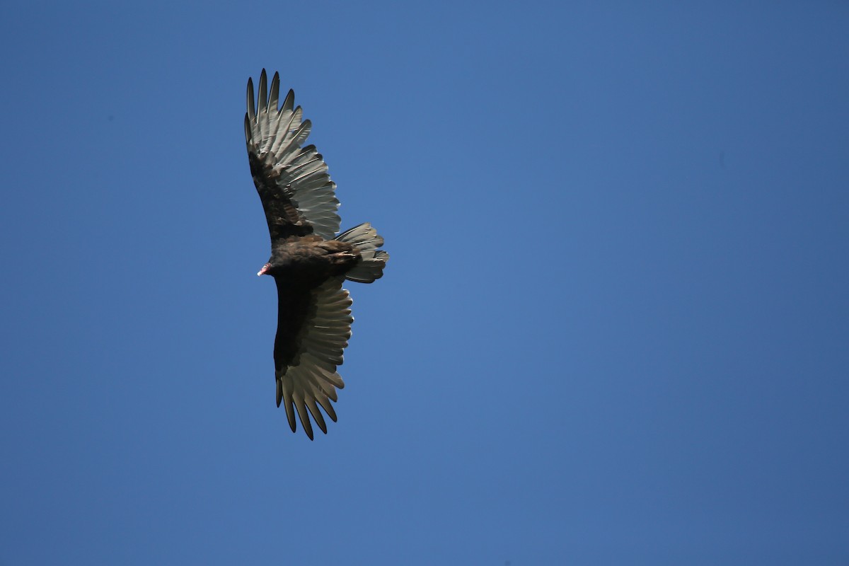 Turkey Vulture - ML479048251