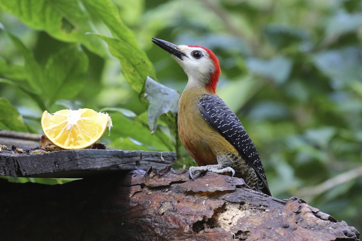 Jamaican Woodpecker - ML47905031