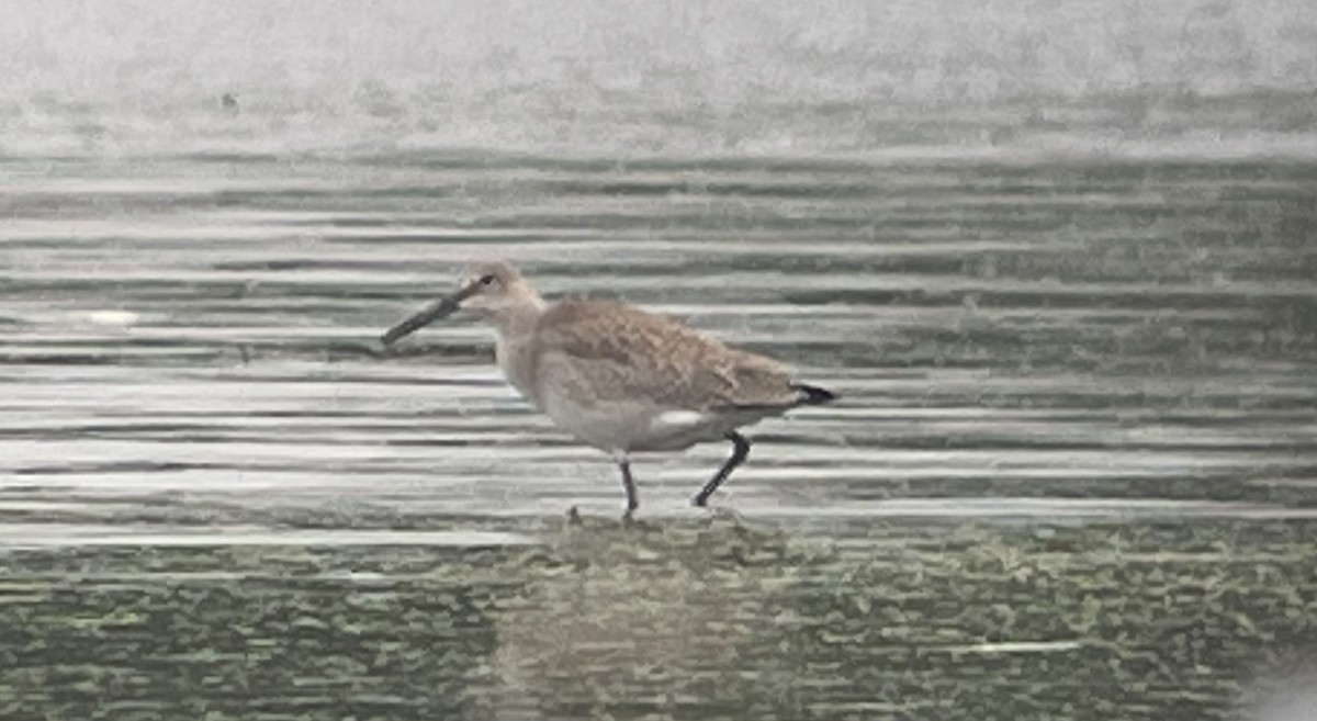 Wisconsin eBird Checklist 28 Aug 2022 Lake KoshkonongVinnie HaHa