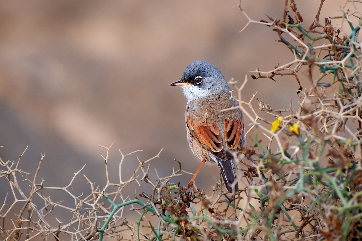 Spectacled Warbler - ML479056161