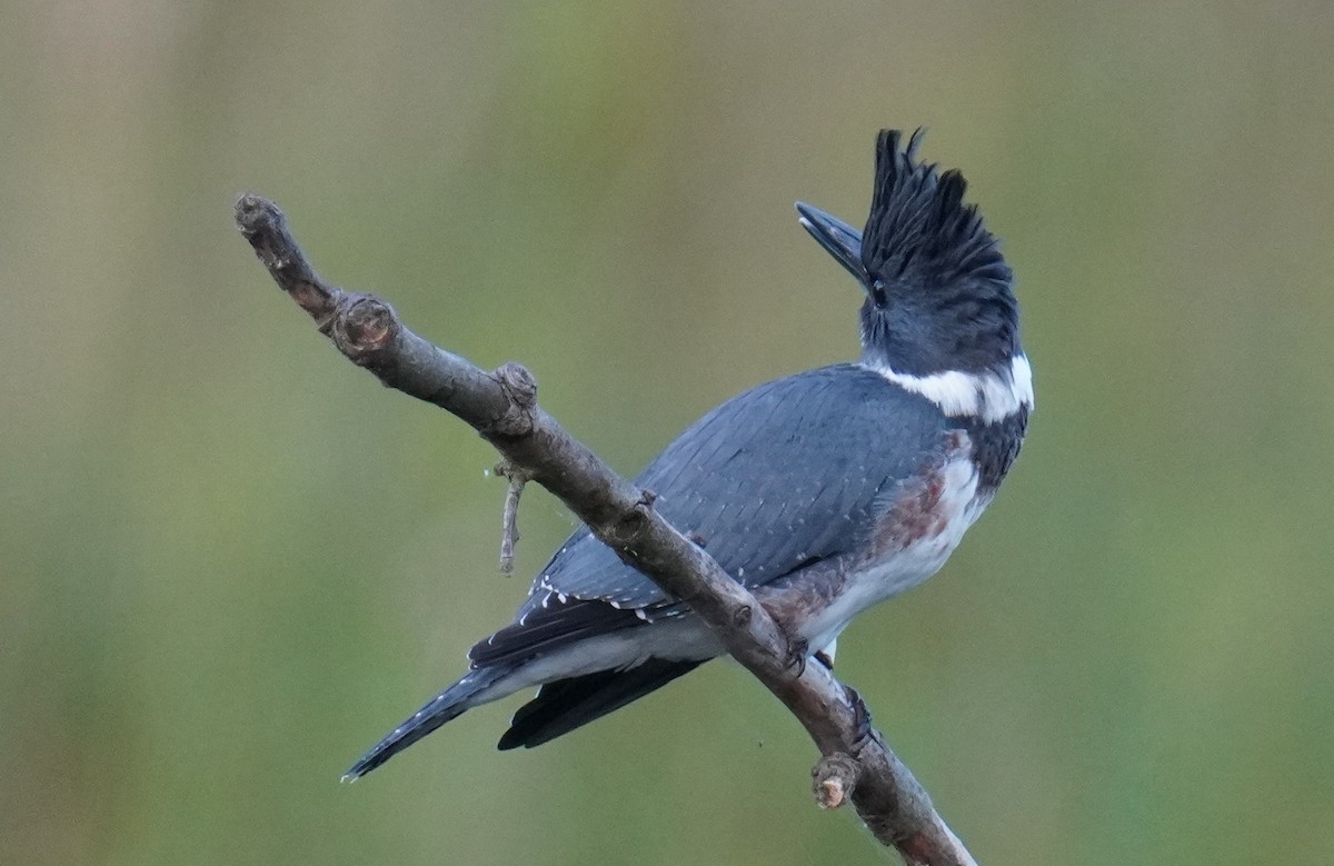 Belted Kingfisher - ML479069921