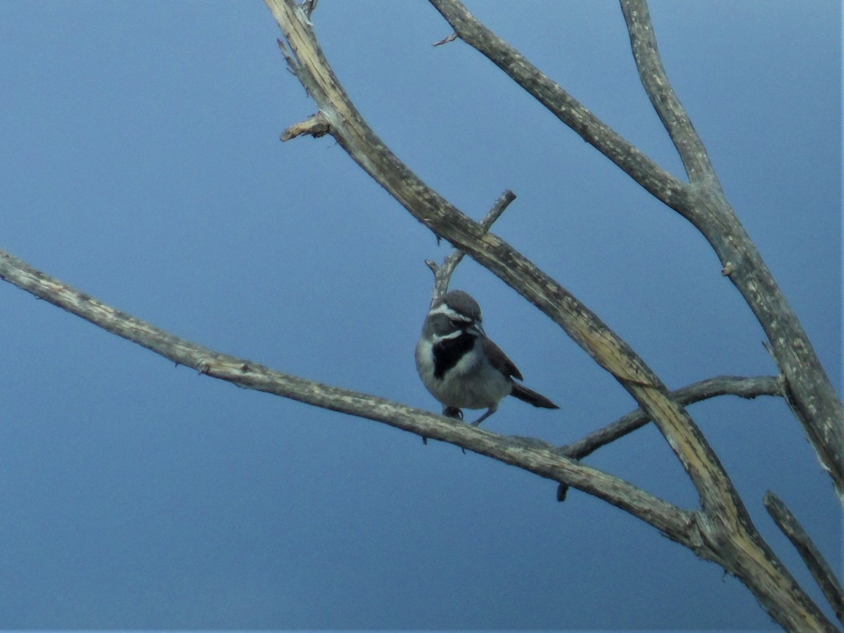 Black-throated Sparrow - ML479070691