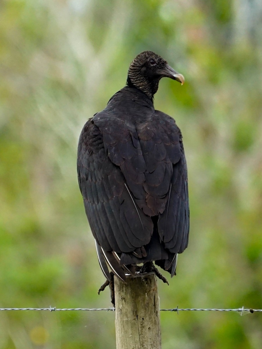 Black Vulture - Doreen LePage