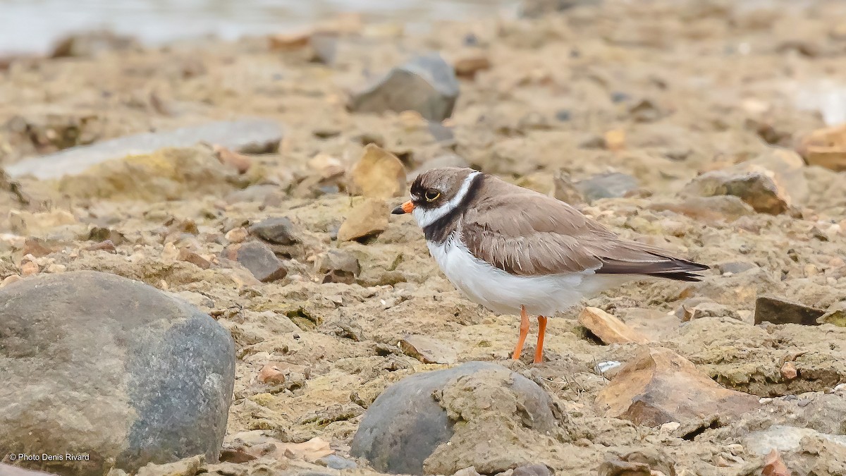Semipalmated Plover - ML479079161