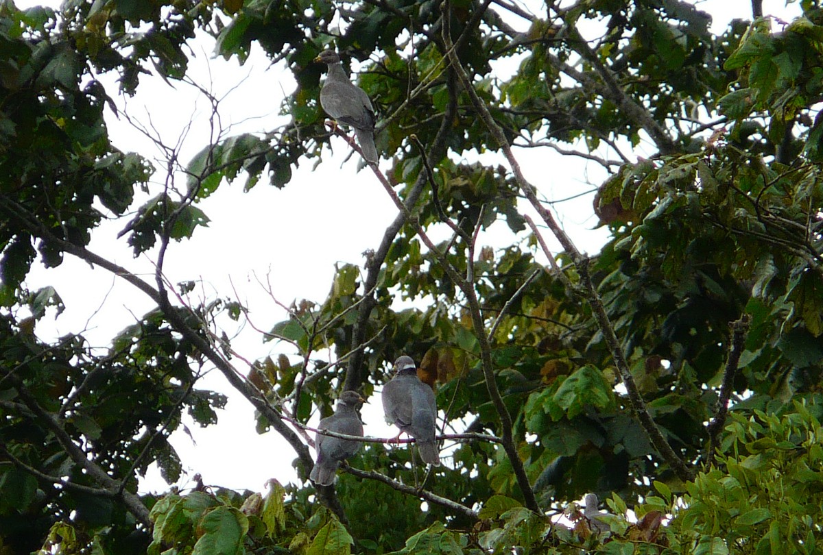 Band-tailed Pigeon - Marvin Tórrez