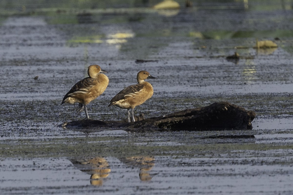 Fulvous Whistling-Duck - Steven Warmack