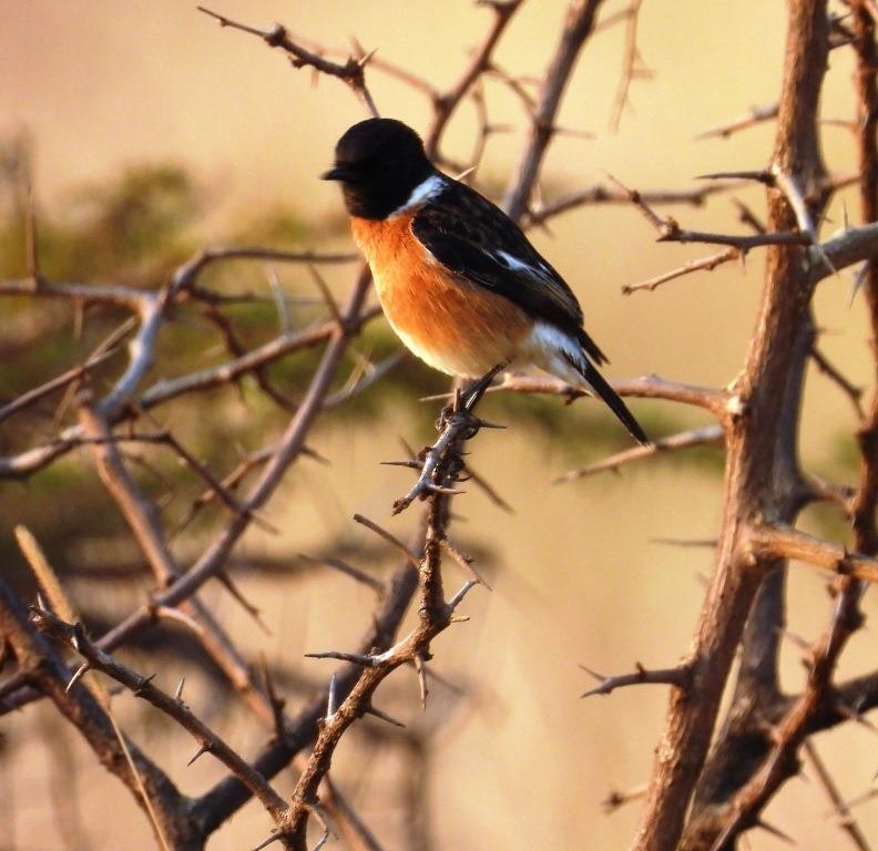 African Stonechat (African) - ML479088051