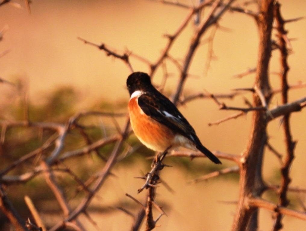 African Stonechat (African) - ML479088061