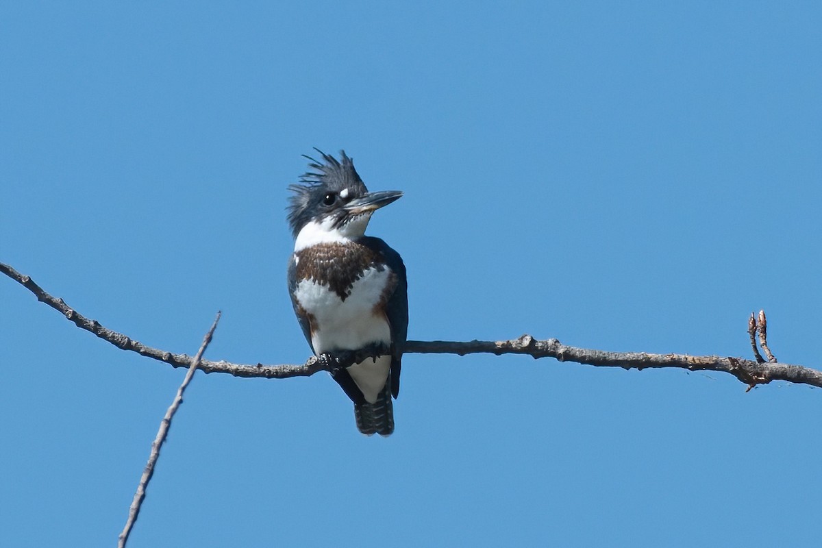 Belted Kingfisher - ML479091911