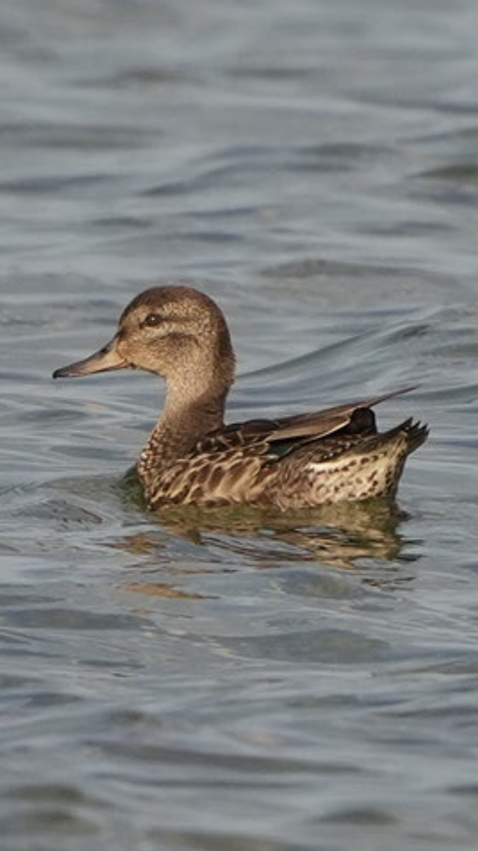 Green-winged Teal - ML479093691