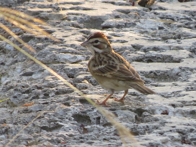Lark Sparrow - T Robertson
