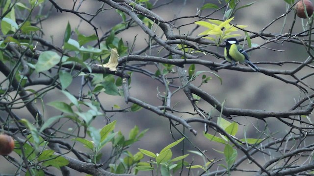 Green-backed Tit - ML479113