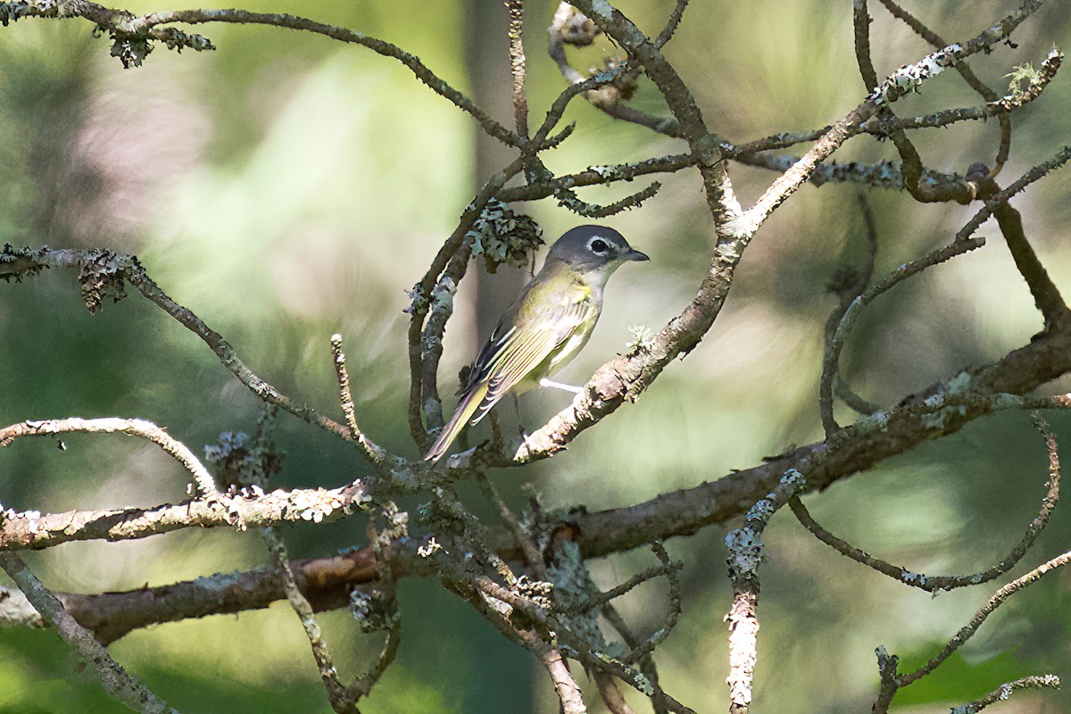 Blue-headed Vireo - Stan Lilley