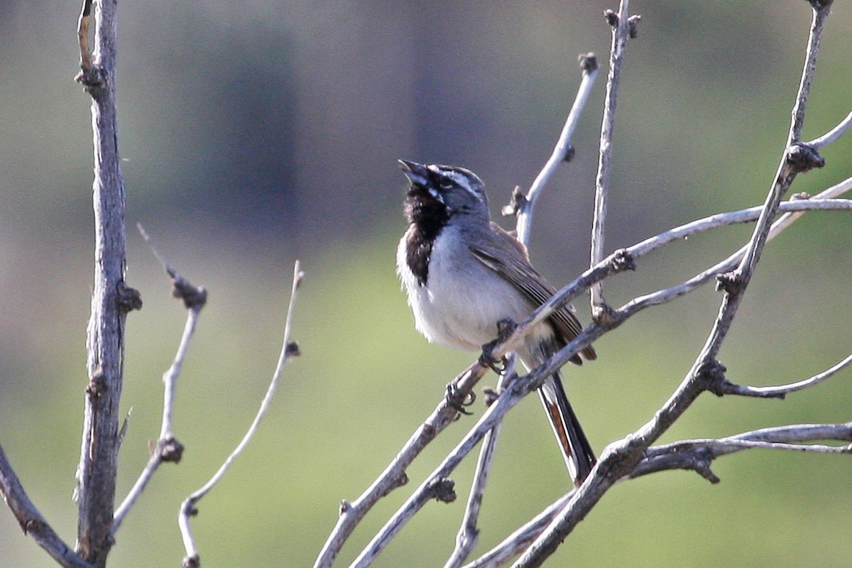 Black-throated Sparrow - Joe Wing