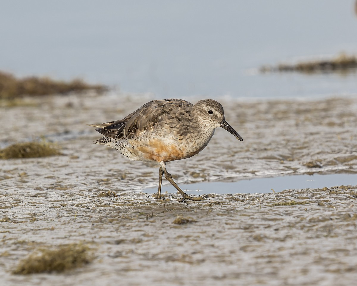 Red Knot - ML479118631