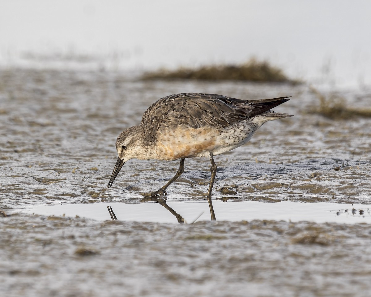 Red Knot - ML479118641