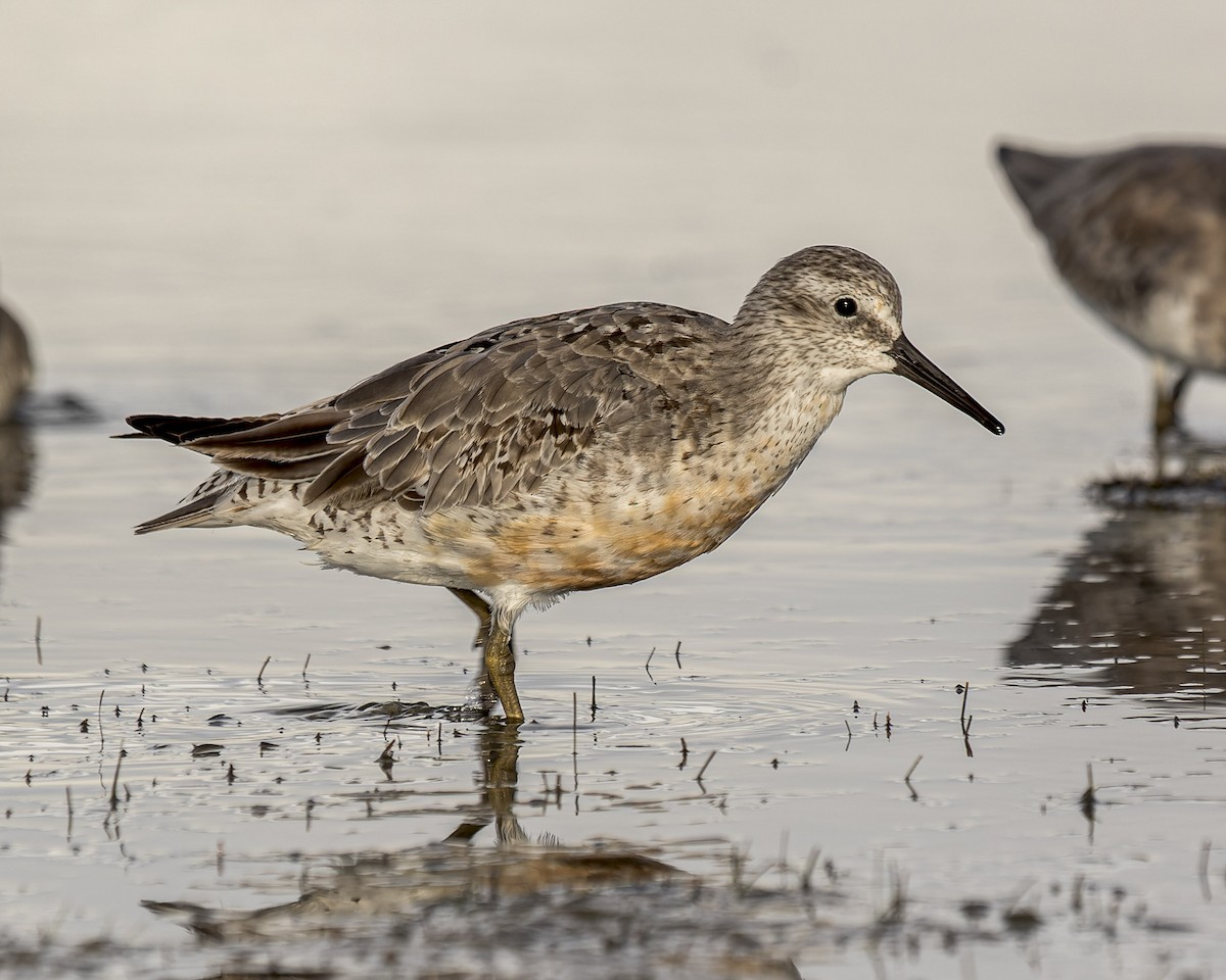 Red Knot - ML479118671