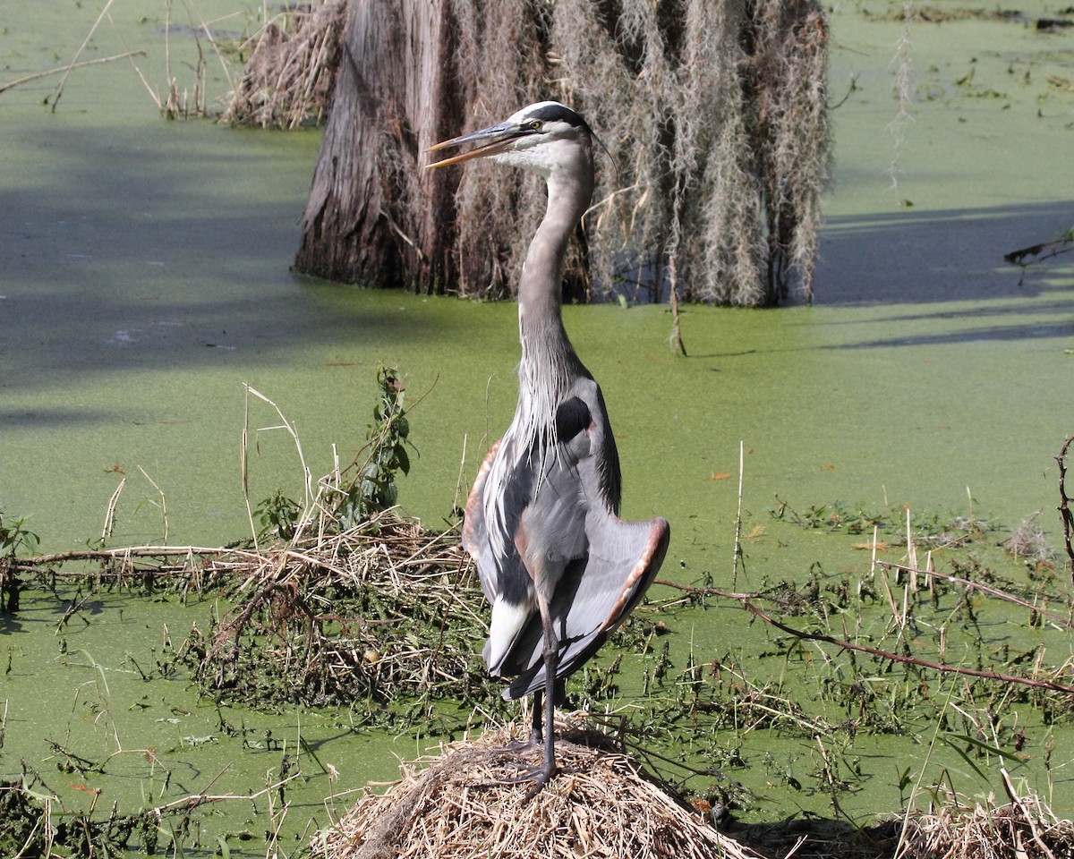 Great Blue Heron (Great Blue) - Mike V.A. Burrell